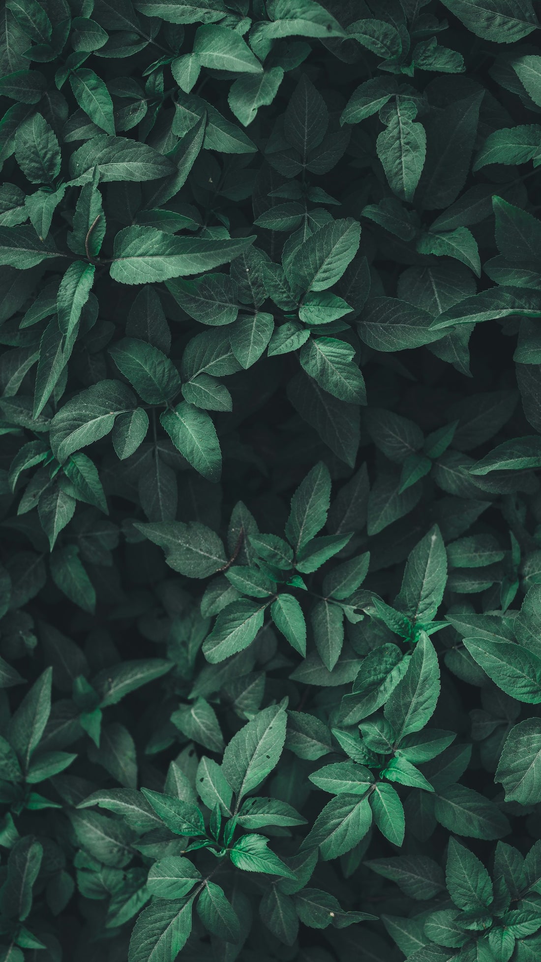 Grote kunstboom in een lichte woonkamer