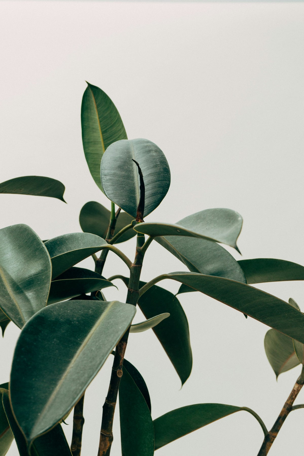 Close-up van bladeren van een zijden kamerplant