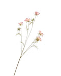 Zijden Cosmos tak Blush 100cm