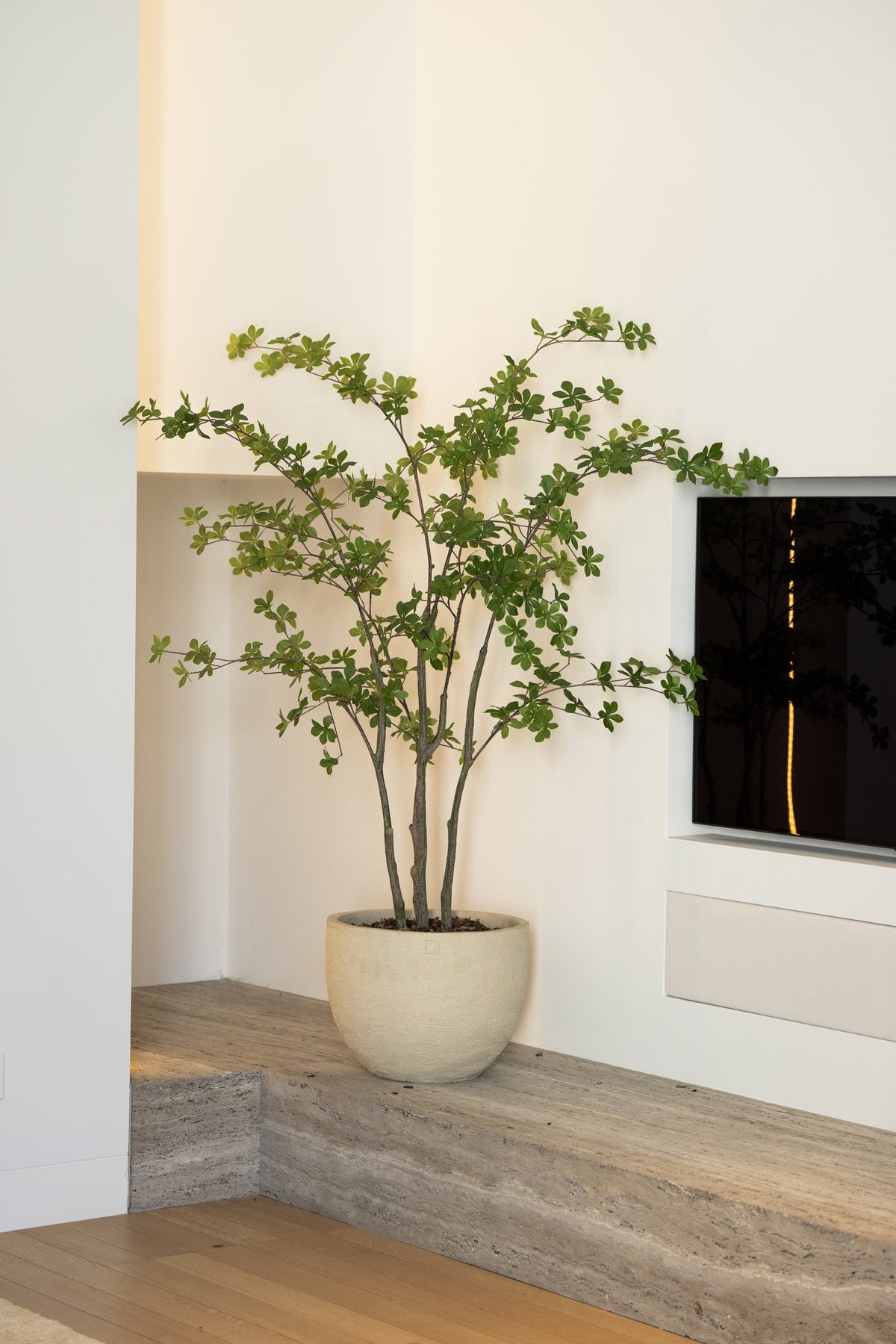 Zijden Enkianthusboom 150cm - sfeerbeeld in interieur