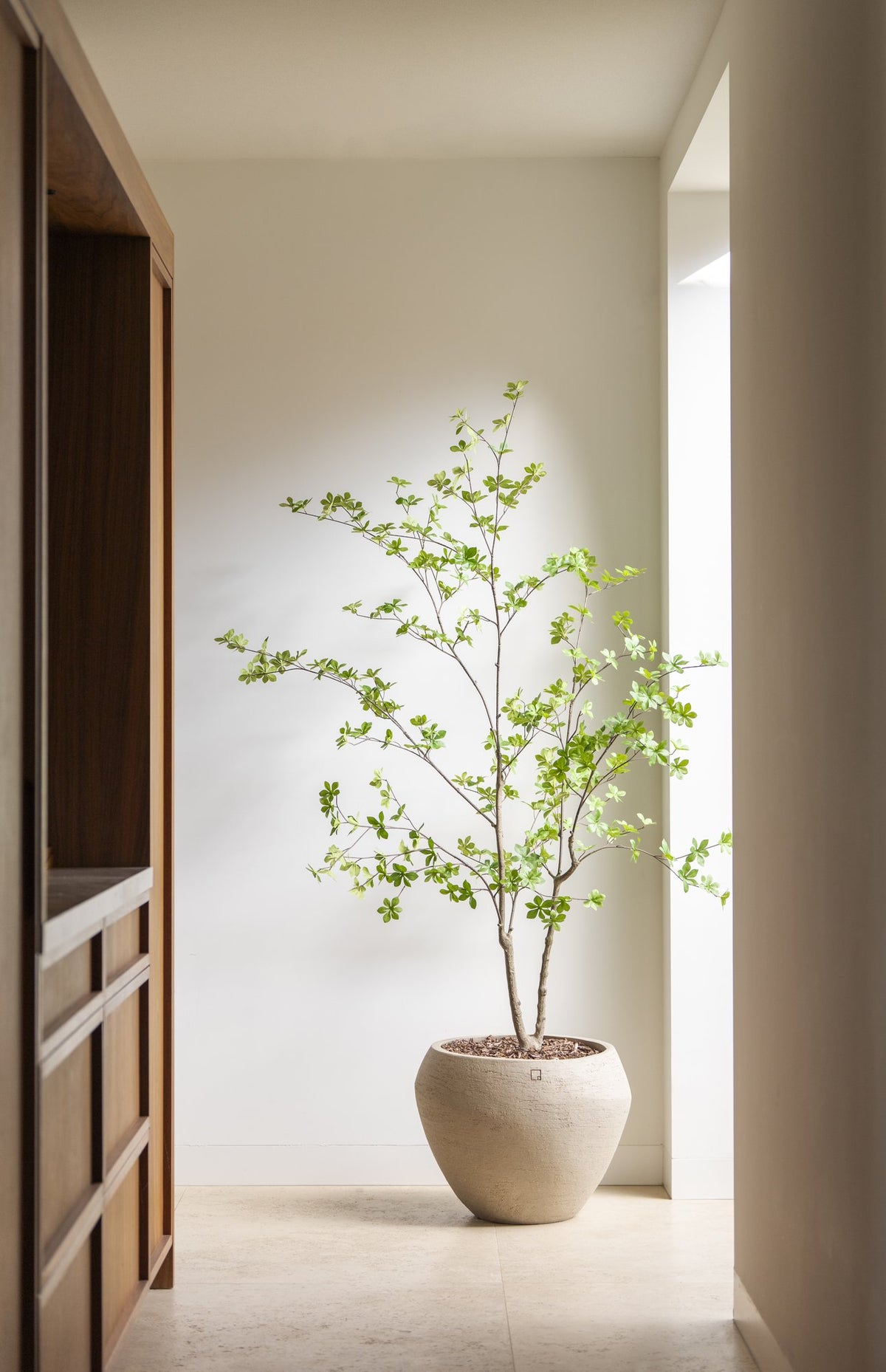 Zijden Enkianthusboom 180cm - sfeerbeeld in interieur