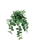Zijden Fittonia bush 80cm