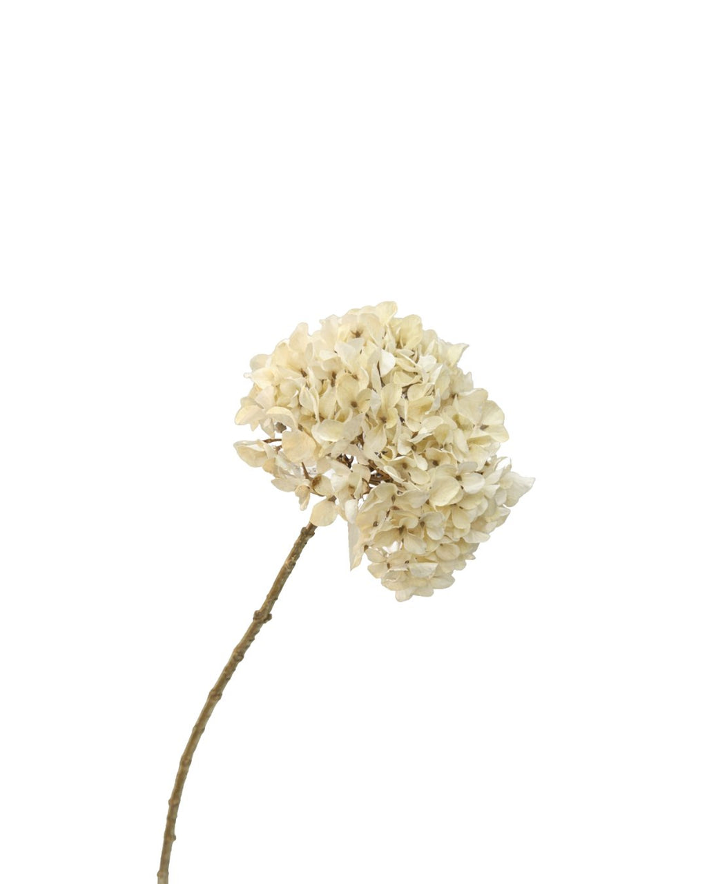 Zijden Hortensia Crème 65cm