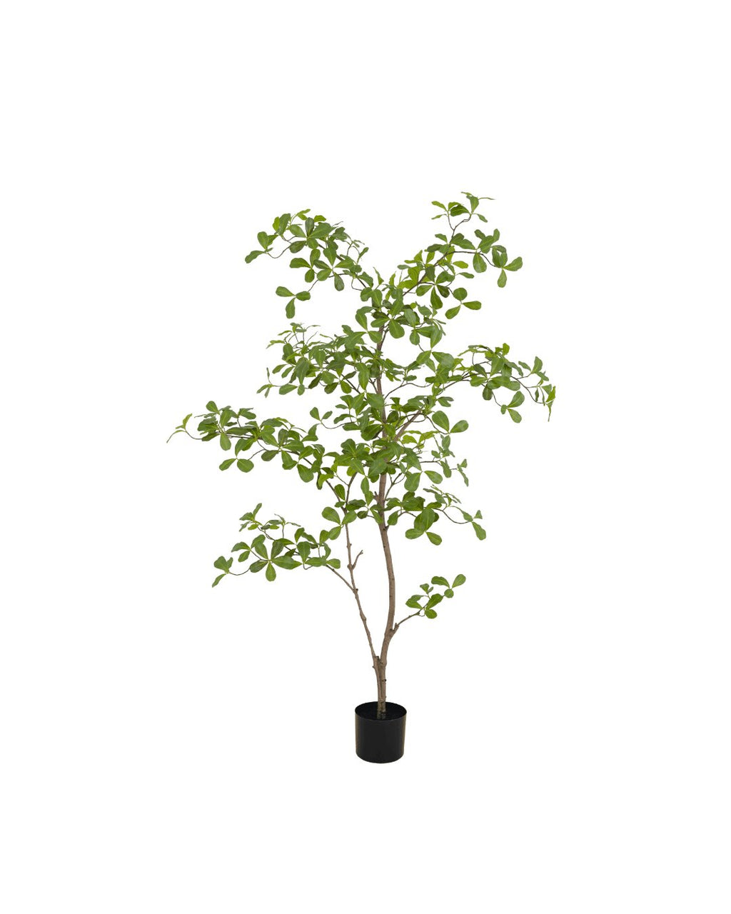 Zijden Moringaboom 150cm