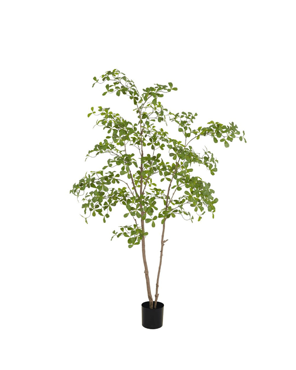 Zijden Moringaboom 210cm