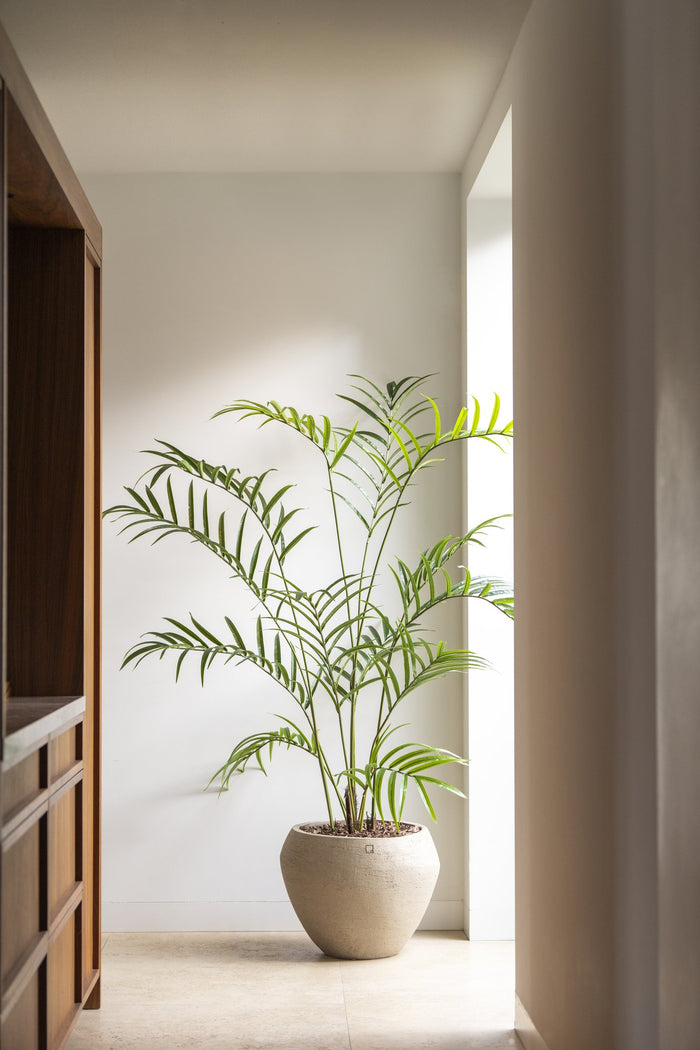 Zijden Palmplant 210cm - sfeerbeeld in interieur