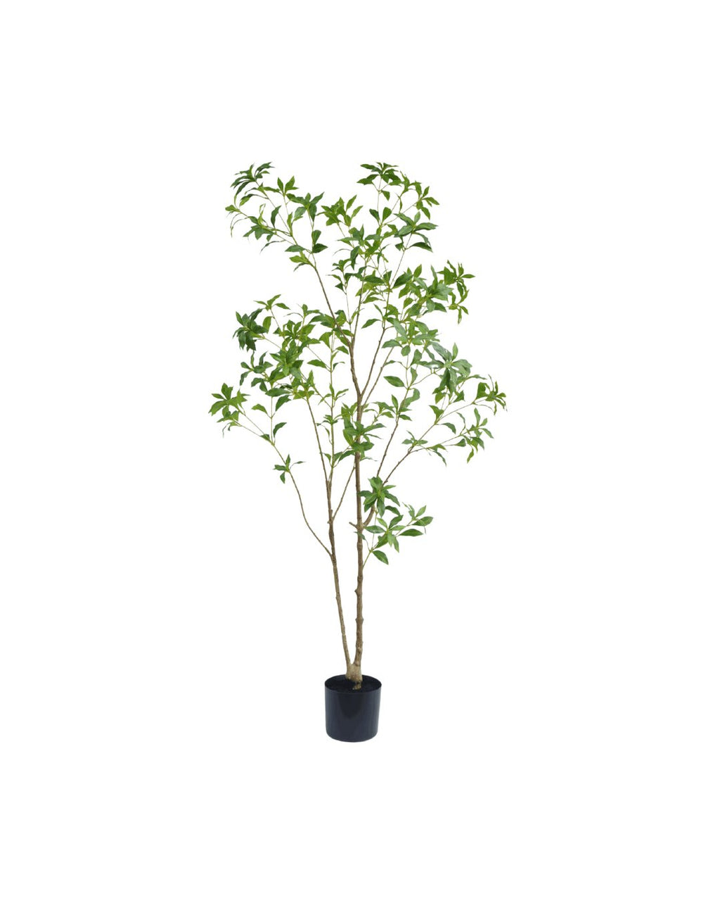 Zijden Pieris Japonica Boom 180cm