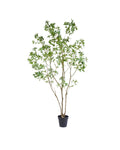Zijden Pieris Japonica Boom 240cm