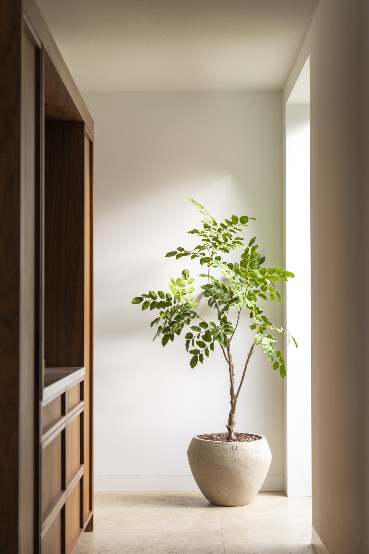 Zijden Sandelhoutboom 180cm - sfeerbeeld in interieur