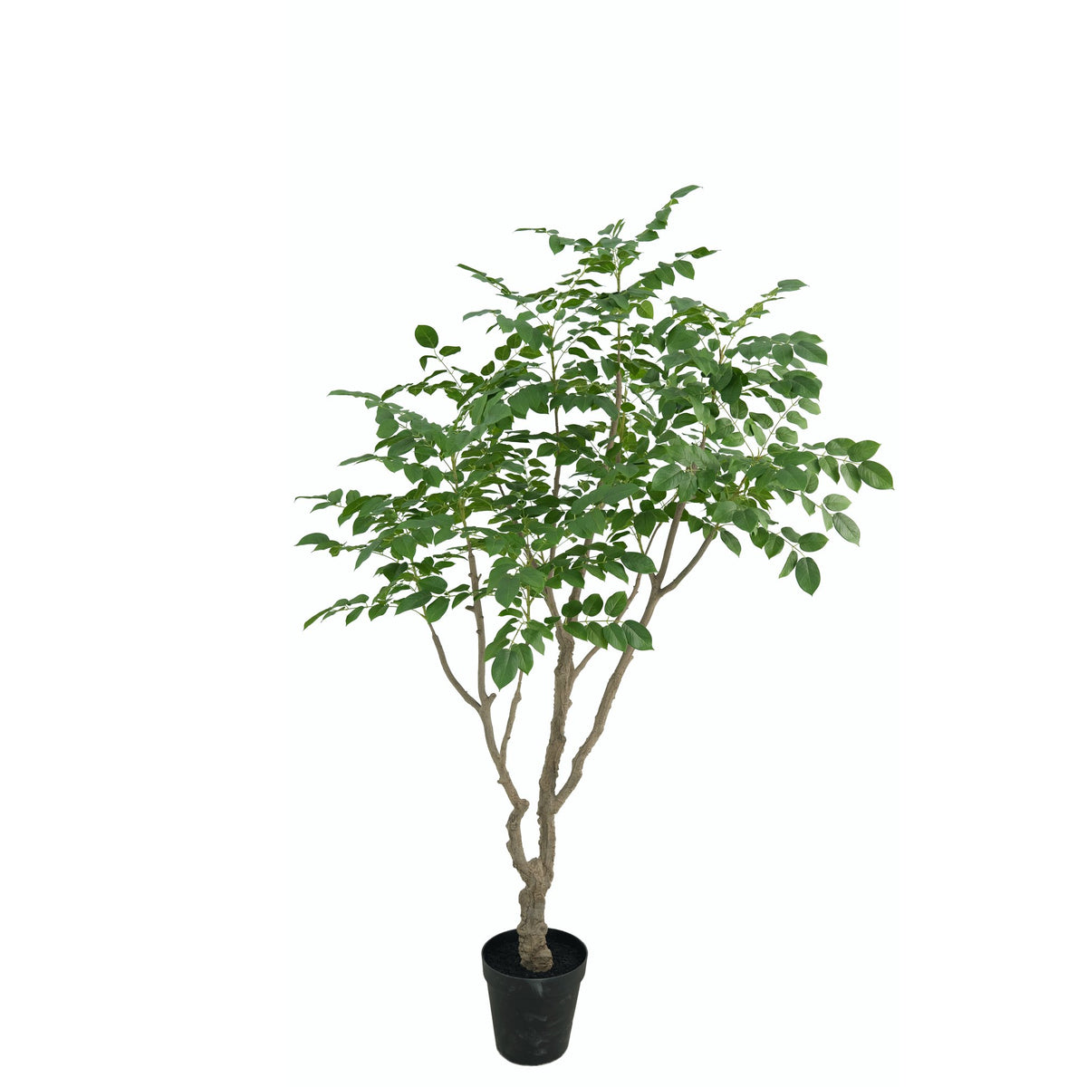 Zijden Sandelhoutboom 240cm