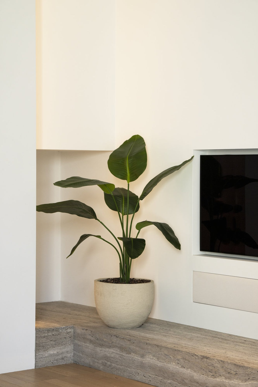 Zijden Strelitziaplant 120cm - sfeerbeeld in interieur
