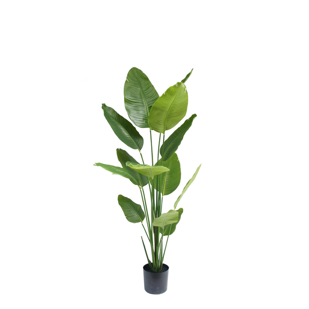Zijden Strelitziaplant 180cm