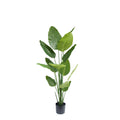 Zijden Strelitziaplant 180cm