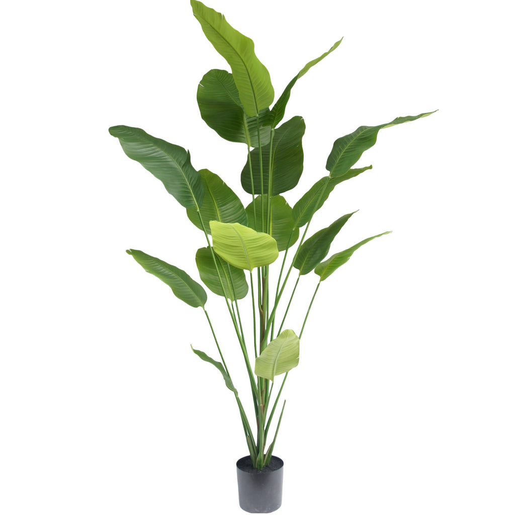 Zijden Strelitziaplant 210cm