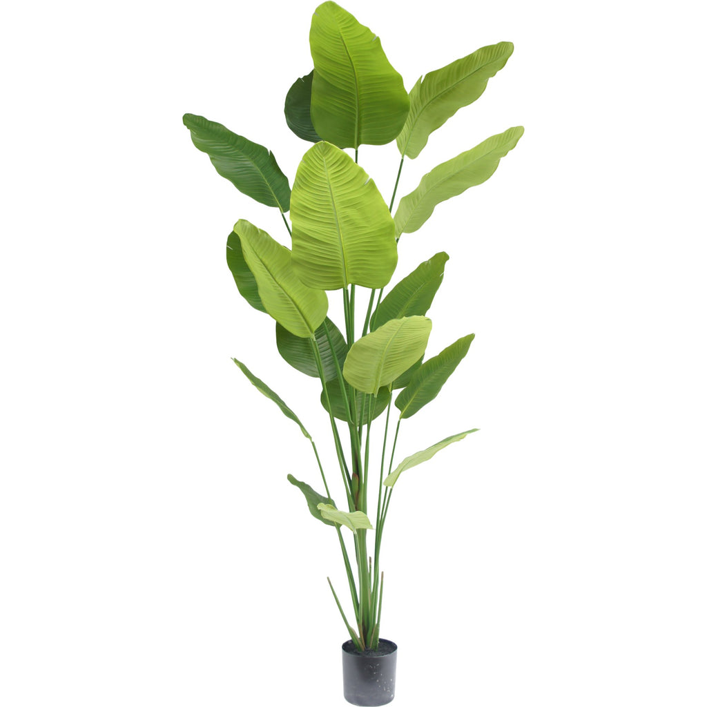 Zijden Strelitziaplant 240cm