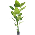Zijden Strelitziaplant 240cm